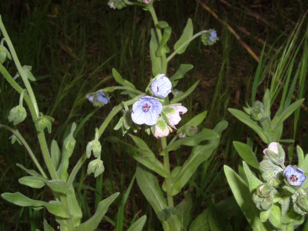 Cynoglossum creticum